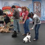 Puppy Training Class Puppy Training Class