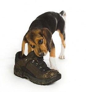 Puppy Chewing a Boot Puppy Chewing a Boot
