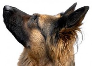 German Shepherd German Shepherd