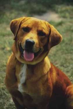 Smiling Dog Smiling Dog